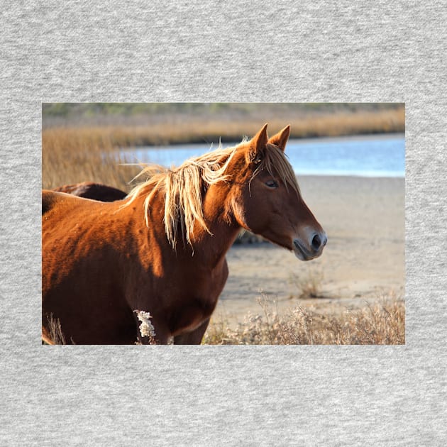 Assateague Beach Ponies - Series - 05 by searchlight